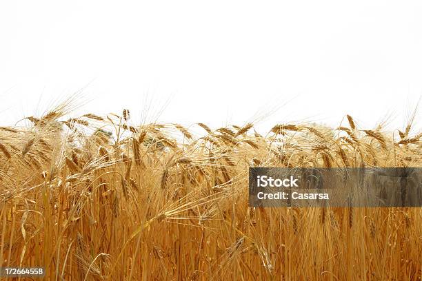 Campo De Trigo Foto de stock y más banco de imágenes de Cascabillo - Cascabillo, Trigo, Agricultura