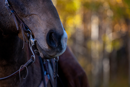 Beautiful horse, alert from within the pasture, looking over fence.
