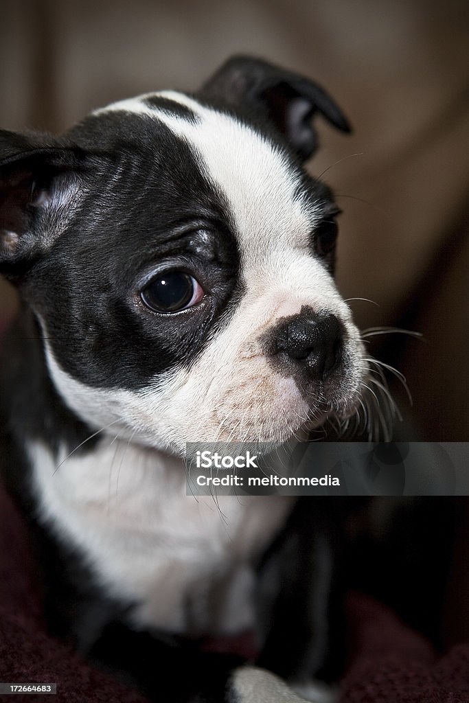 Boston Terrier cucciolo - Foto stock royalty-free di Animale