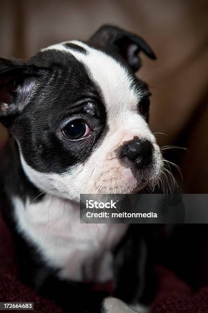 Boston Terrier Cucciolo - Fotografie stock e altre immagini di Animale - Animale, Animale da compagnia, Bianco