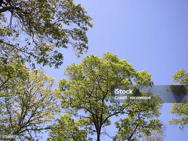 Spring Trees Stock Photo - Download Image Now - April, Blossom, Blue