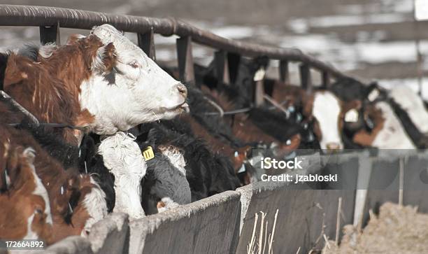Bovino Al Valle - Fotografie stock e altre immagini di Agricoltura - Agricoltura, Animale, Bestiame