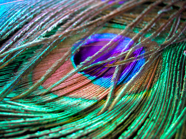 istock Detail of Peacock Feather 172664987