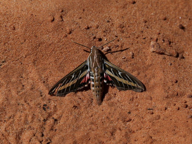 White-lined Sphinx Moth stock photo