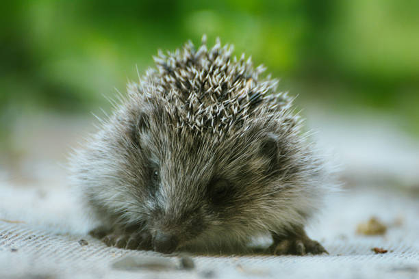 istock European hedgehog (Erinaceus Europaeus), close-up sitting in the yard on the path. 1726652905