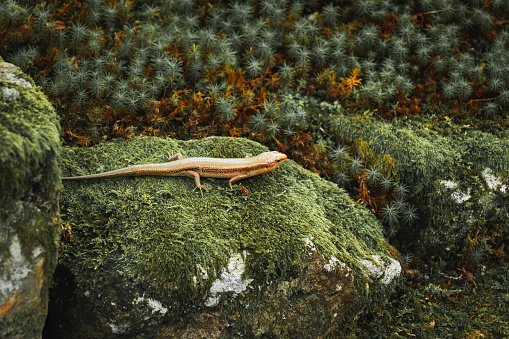 A small lizard sits atop a mossy rock
