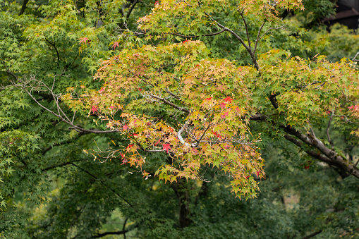 Maple leaves on a tree beginning to change color