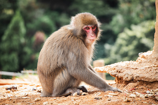 Japanese macaque with bolder editing style.