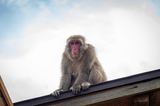 A Japanese Macaque sits on a rooftop and looks at the camera