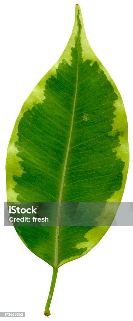 Altamente detalhada Green Leaf - Foto de stock de Complexidade royalty-free