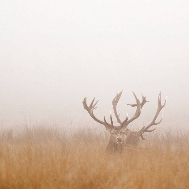 Two Stag Deer Resting in Field on Foggy Day "Stags resting in Richmond Park, Surrey.See all my" richmond park stock pictures, royalty-free photos & images