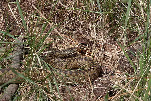 Photo of Snake in the grass