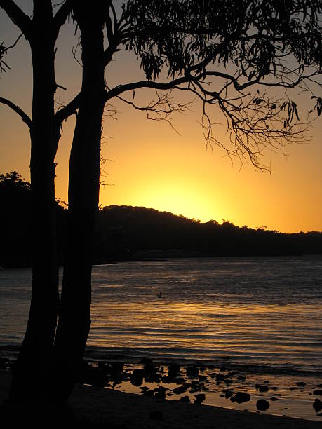 istock Pair fof trees observing a Spectacular Sunset 172665638