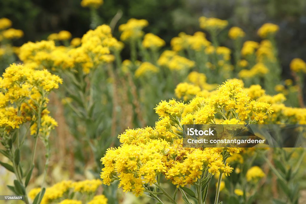 Simplemente amarillo solidago - Foto de stock de Alto - Descripción física libre de derechos