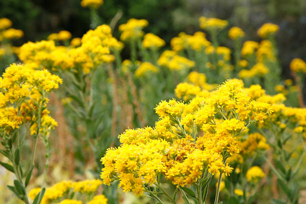 istock Simply Yellow Goldenrod 172665659