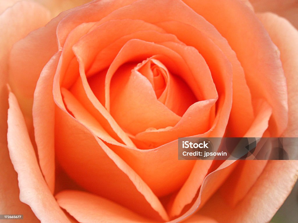 Rosas amorosas - Foto de stock de Detalle de primer plano libre de derechos