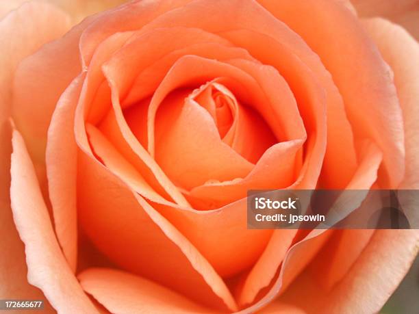 Amorous 로즈 0명에 대한 스톡 사진 및 기타 이미지 - 0명, 꽃 한송이, 꽃-식물