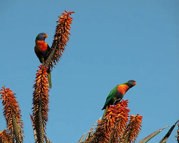 Two parrots eating from a succulent.