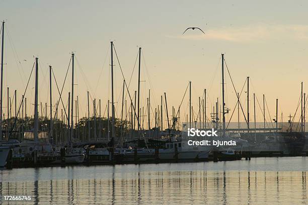 Saltwater Forest Stock Photo - Download Image Now - Mississippi, South, Gulf Coast States