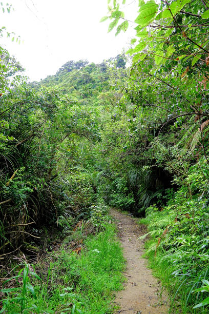 istock New Zealand South Island 1726657910