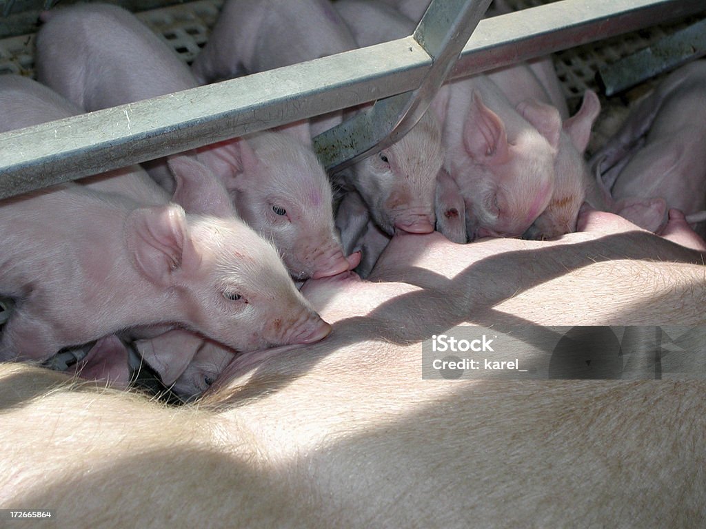 Cerdo Nurser - Foto de stock de Animal libre de derechos