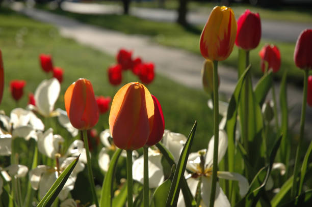 Tulpen im Freien – Foto