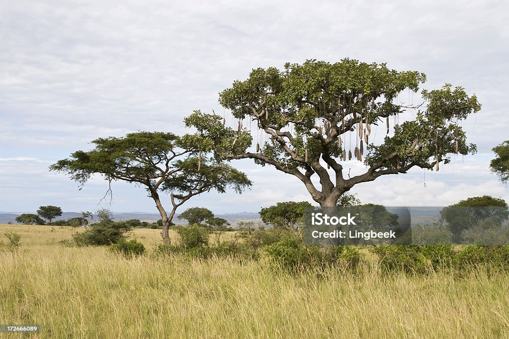 Африканский Сосиска дерево - Стоковые фото Жакаранда роялти-фри