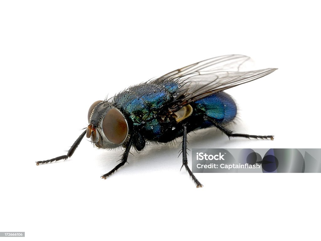 Bottiglia blu Fly - Foto stock royalty-free di Mosca domestica