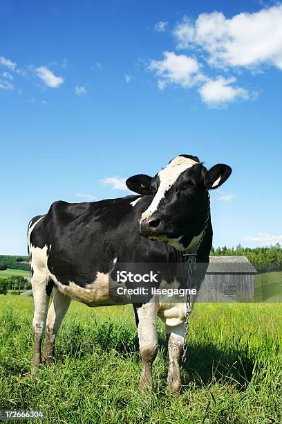 Foto de Vaca Retrato V e mais fotos de stock de Animal - Animal, Azul, Branco