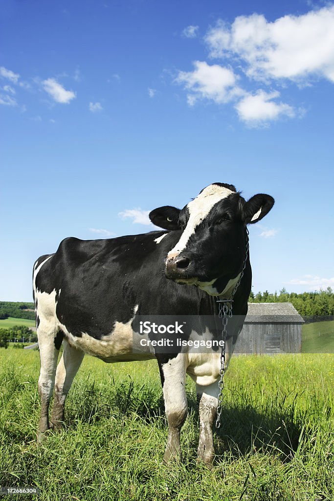 Корова Портрет V-образным вырезом - Стоковые фото Без людей роялти-фри