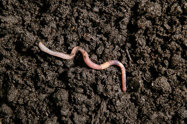 Earthworm in the dirt stock photo