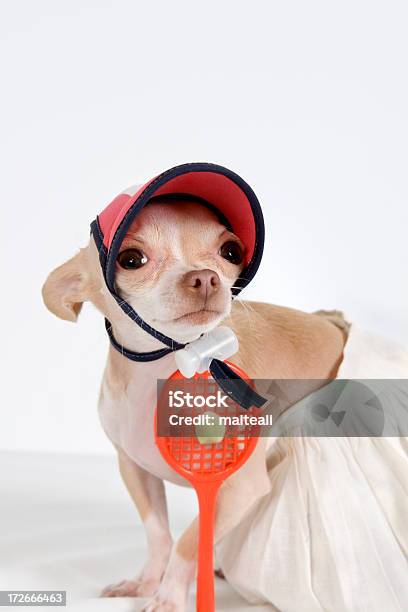 Tennismädchen Stockfoto und mehr Bilder von Tennis - Tennis, Chihuahua - Rassehund, Hund