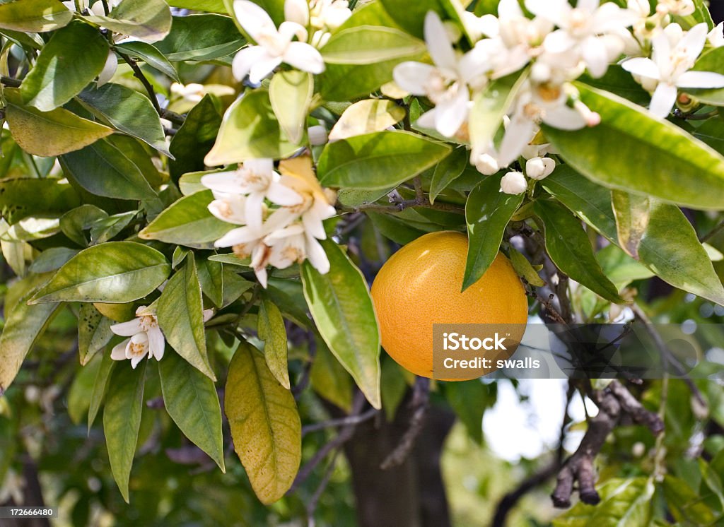 オレンジの花 - 果樹の花のロイヤリティフリーストックフォト