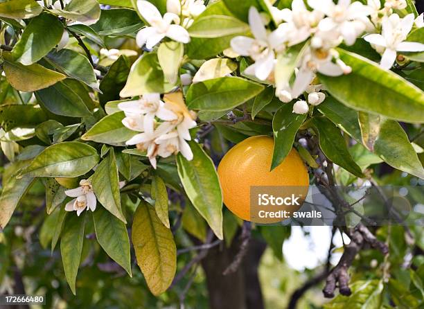 オレンジの花 - 果樹の花のストックフォトや画像を多数ご用意 - 果樹の花, 果物 オレンジ, かんきつ類