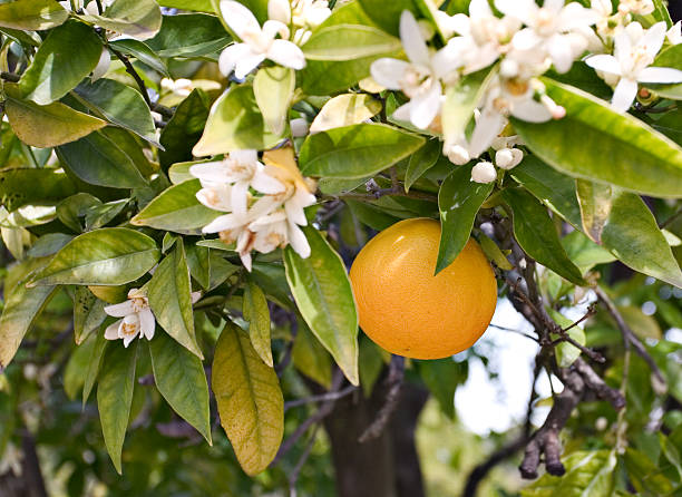 An orange growing on a tree with orange blossoms. Focus is on the orange
