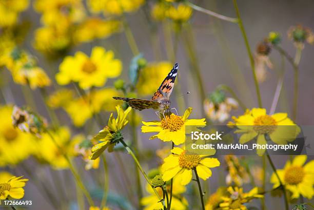 Seriers - Fotografias de stock e mais imagens de Amarelo - Amarelo, Animal, Ao Ar Livre