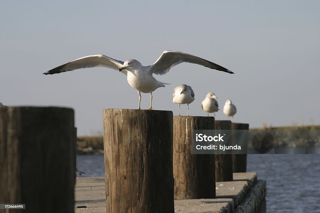 Gulls - Foto de stock de Orleans - Massachusetts libre de derechos