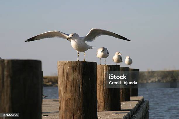 Gulls Foto de stock y más banco de imágenes de Orleans - Massachusetts - Orleans - Massachusetts, Ala de animal, Animal