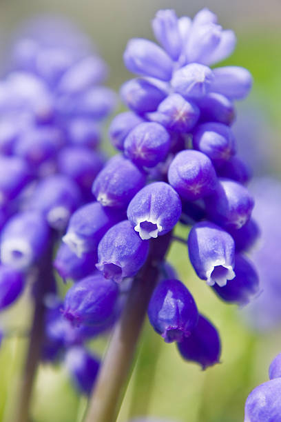 istock Purple bells of flowers 172666951