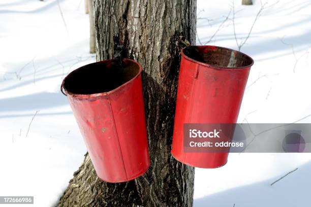 Maple Sap Zeit Stockfoto und mehr Bilder von Ahorn - Ahorn, Zucker, Agrarbetrieb