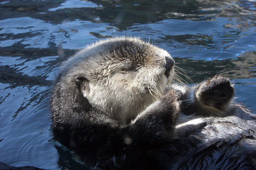 A closeup of a very cute looking sea otter.
