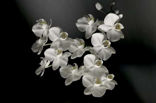 Macro photo of white orchid. Phalaenopsis.