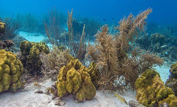 istock Caribbean coral garden 1726673711
