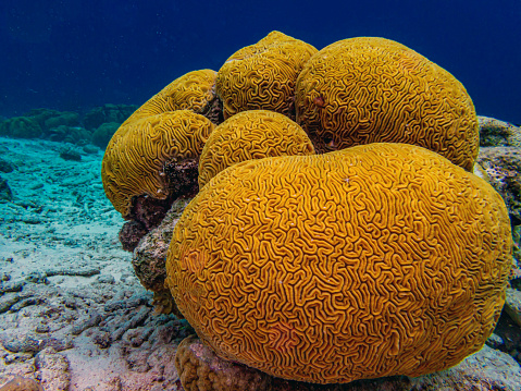 Diploria is a monotypic genus of massive reef building stony corals in the family Mussidae. Diploria labyrinthiformis, commonly known as grooved brain coral