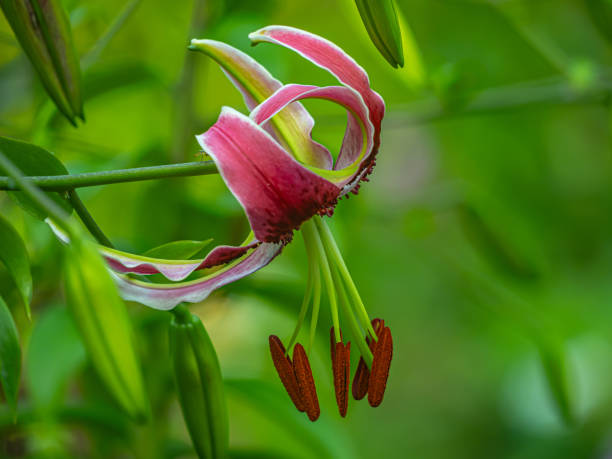 istock Orange Tiger lily in summer 1726674849