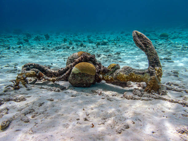 istock Boat anchor on coral reef 1726674868