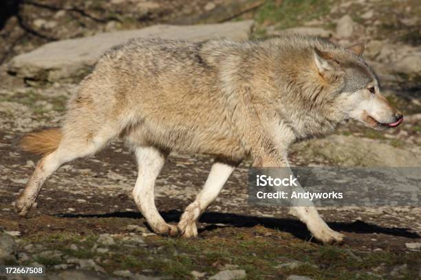 Fuß Von Wolf Stockfoto und mehr Bilder von Gehen - Gehen, Wolf, Bewegung