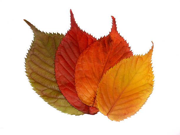 Colors of the fall - leaves in all all colors. Autumm leaves.