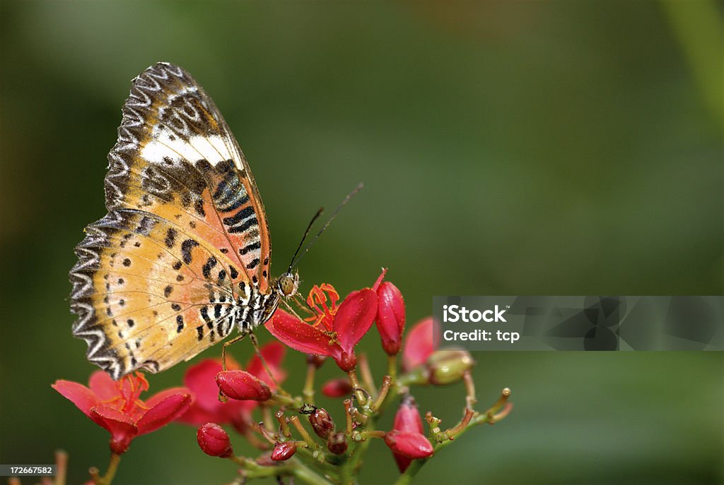 Arancio Crisopa (Cethosia methypsea) della Thailandia - Foto stock royalty-free di Aiuola