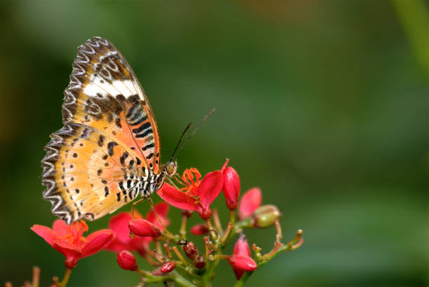 istock Orange Lacewing (Cethosia methypsea) of Thailand 172667582